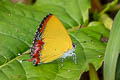 Common Purple Sapphire Heliophorus epicles latilimbata