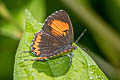 Common Purple Sapphire Heliophorus epicles tweediei