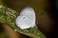 Common Quaker Neopithecops zalmora zalmora