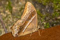 Common Red Forester Lethe mekara crijnana