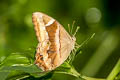 Common Red Forester Lethe mekara crijnana