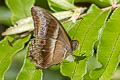 Common Red Forester Lethe mekara gopaka