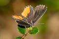 Common Red Pierrot Talicada nyseus macbethi