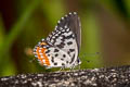 Common Red Pierrot Talicada nyseus macbethi