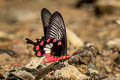 Common Rose Pachliopta aristolochiae goniopeltis