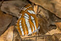 Common Sailor Neptis hylas kamarupa