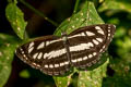 Common Sailor Neptis hylas kamarupa