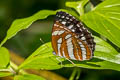 Common Sailor Neptis hylas papaja