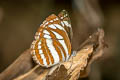 Common Sailor Neptis hylas kamarupa