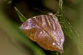 Common Saturn Zeuxidia amethystus amethystus