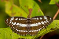 Common Sergeant Athyma perius perius