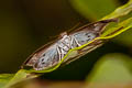 Common Snow Flat Tagiades japetus ravi