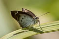 Common Snow Flat Tagiades japetus ravi