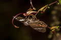 Common Spotted Flat Celaenorrhinus leucocera