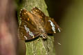 Common Spotted Flat Celaenorrhinus leucocera