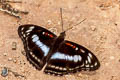 Common Staff Sergeant Athyma selenophora bahula