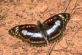 Common Staff Sergeant Athyma selenophora bahula