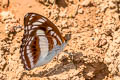 Common Staff Sergeant Athyma selenophora bahula