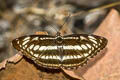 Common Staff Sergeant Athyma selenophora bahula