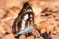 Common Staff Sergeant Athyma selenophora bahula