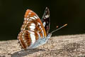 Common Staff Sergeant Athyma selenophora bahula