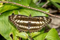 Common Staff Sergeant Athyma selenophora bahula