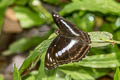 Common Staff Sergeant Athyma selenophora bahula