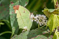 Common Tailed Sulphur Dercas verhuelli doubledayi