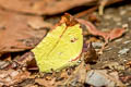 Common Tailed Sulphur Dercas verhuelli doubledayi