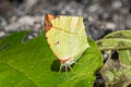 Common Tailed Sulphur Dercas verhuelli doubledayi