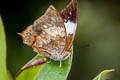 Common Tawny Rajah Charaxes bernardus hierax (Variable Tawny Rajah)