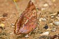 Common Tawny Rajah Charaxes bernardus hierax (Variable Tawny Rajah)