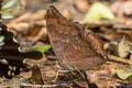 Common Tawny Rajah Charaxes bernardus hierax (Variable Tawny Rajah)