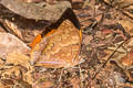 Common Tawny Rajah Charaxes bernardus hierax (Variable Tawny Rajah)