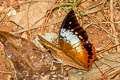 Common Tawny Rajah Charaxes bernardus hierax (Variable Tawny Rajah)