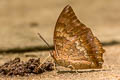 Common Tawny Rajah Charaxes bernardus hierax (Variable Tawny Rajah)