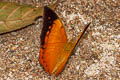 Common Tawny Rajah Charaxes bernardus hierax (Variable Tawny Rajah)