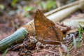 Common Tawny Rajah Charaxes bernardus hierax (Variable Tawny Rajah)