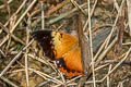 Common Tawny Rajah Charaxes bernardus hierax (Variable Tawny Rajah)