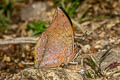 Common Tawny Rajah Charaxes bernardus hierax (Variable Tawny Rajah)