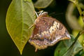 Common Tawny Rajah Charaxes bernardus hierax (Variable Tawny Rajah)