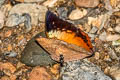 Common Tawny Rajah Charaxes bernardus hierax (Variable Tawny Rajah)