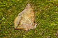 Common Tawny Rajah Charaxes bernardus hierax (Variable Tawny Rajah)