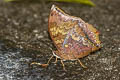 Common Tawny Rajah Charaxes bernardus hierax (Variable Tawny Rajah)