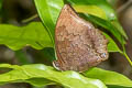 Common Tawny Rajah Charaxes bernardus hierax (Variable Tawny Rajah)