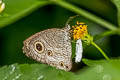 Common Threering Ypthima pandocus (Looped Threering)