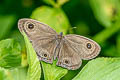 Common Threering Ypthima pandocus (Looped Threering)