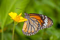 Common Tiger Danaus genutia genutia