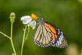 Common Tiger Danaus genutia genutia