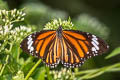 Common Tiger Danaus genutia genutia